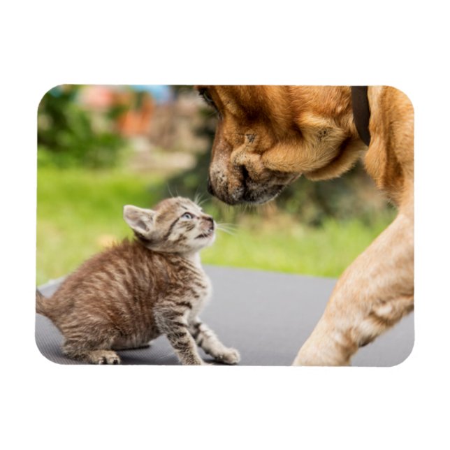 Imán Imágenes de Getty | Perro y gato enamorados (Horizontal)