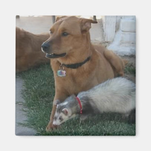 Imán ¡Imán animal de los amigos con el hurón y el