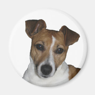 Imán Imán, aproximadamente, Jack Russell Terrier