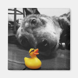 Imán "Imán de goma del pato del mejor amigo del pato"
