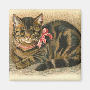 Imán "Imán del cuadrado del gato de Tabby"