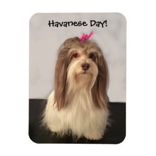 Imán ¡Imán, DÍA de HAVANESE! por Nancy Lee Garrett