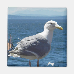 Imán Imán: gaviota Glauco-coa alas