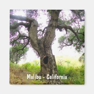 Imán ¡Imán hermoso de Malibu!