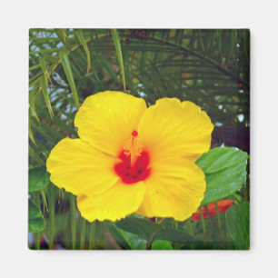 Imán Imán, hibisco amarillo hawaiano