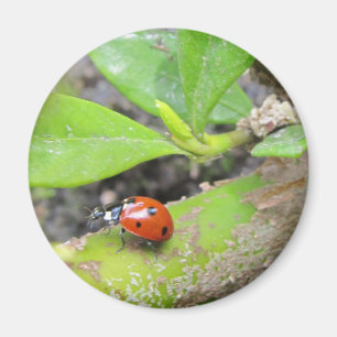 Imán Imán: Ladybug