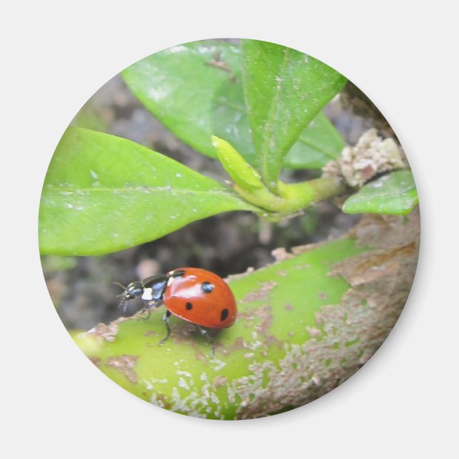 Imán Imán: Ladybug (Frente)