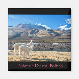 Imán Imán, Llamas Salar de Uyuni, Bolivia