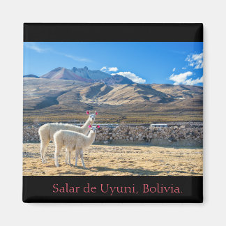 Imán Imán, Llamas Salar de Uyuni, Bolivia