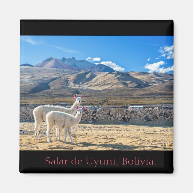 Imán Imán, Llamas Salar de Uyuni, Bolivia (Frente)