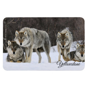 Imán Imán-Lobo de Yellowstone