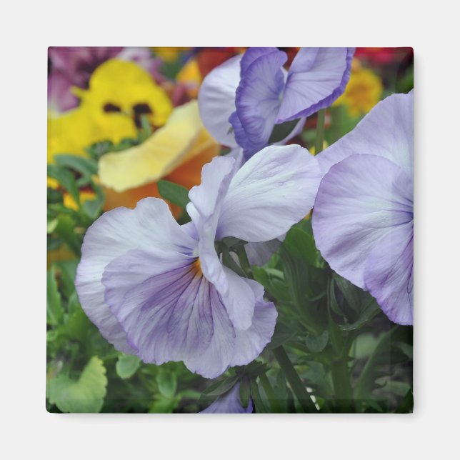 Imán Imán: pansies (Frente)