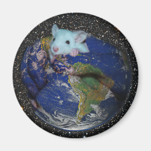 Imán Imán: Rata estrellada del mundo