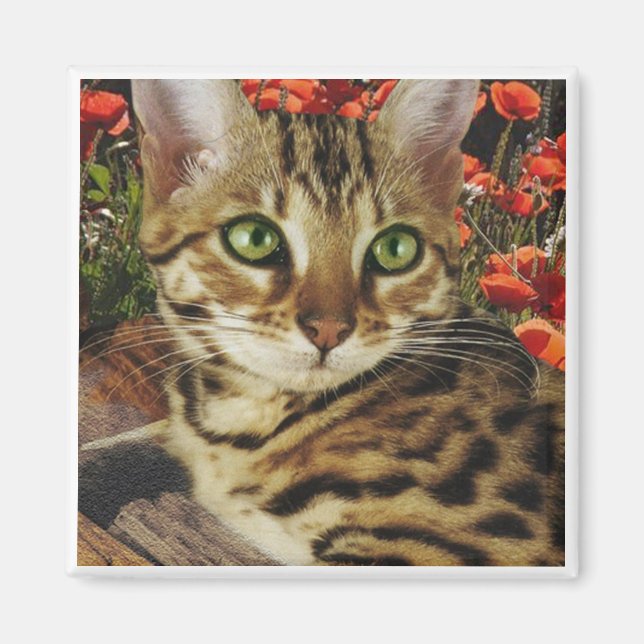 Imán imanes de Bengala (Frente)