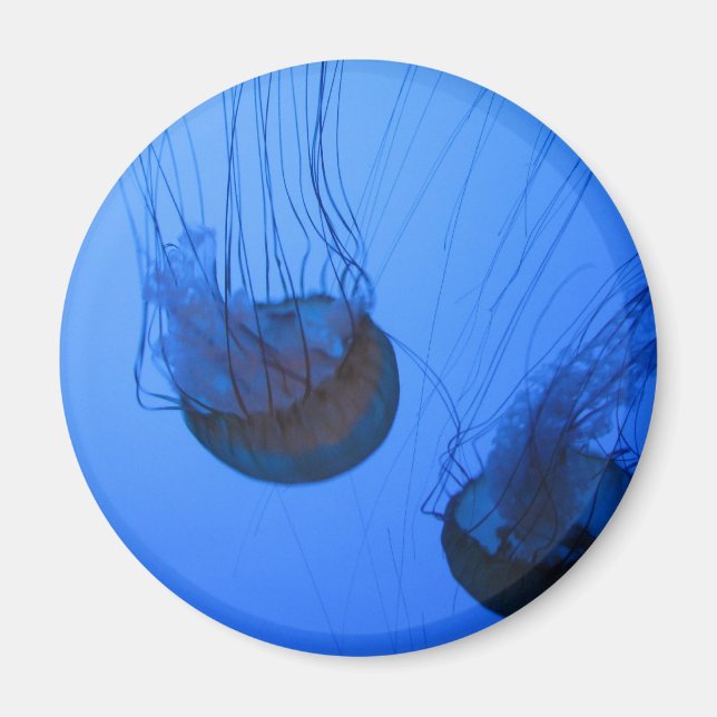 IMÁN IMG_1319 (Frente)