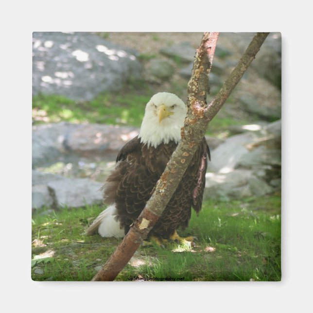 Imán IMG_6126, upliftingphotography.net América (Frente)