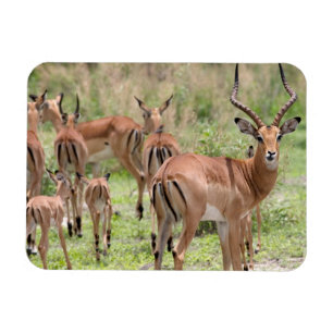 Imán Impala En El Delta Del Okavango