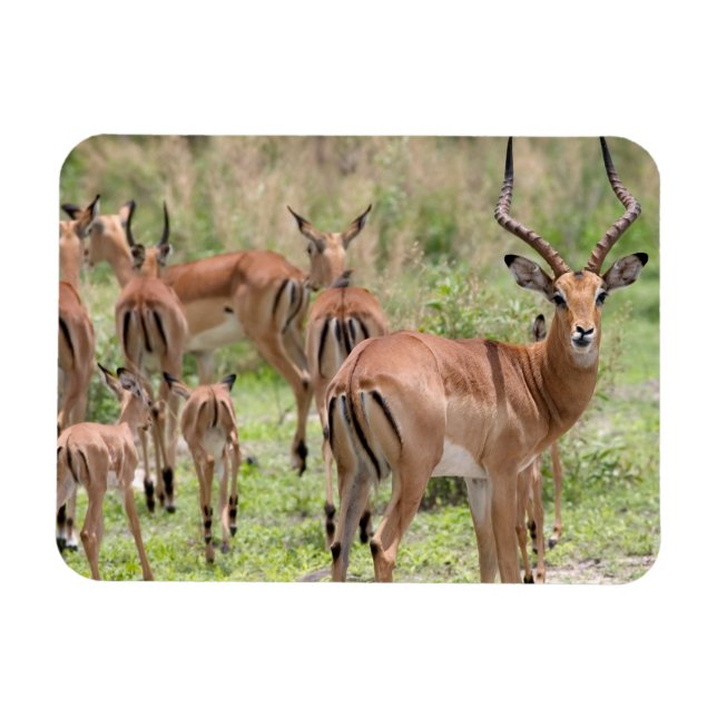 Imán Impala En El Delta Del Okavango (Horizontal)