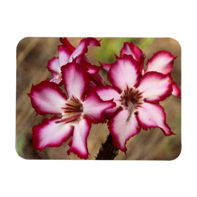 Imán Impala Lily (Adenium Multiflorum), Kruger (Horizontal)
