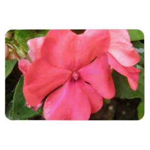 Imán Impatios rosados Flores Macromacro Premium Magnet