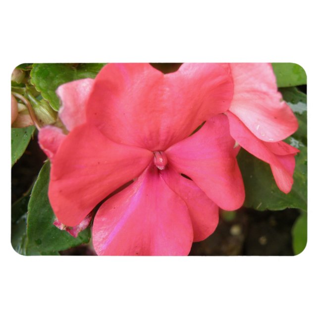 Imán Impatios rosados Flores Macromacro Premium Magnet (Horizontal)