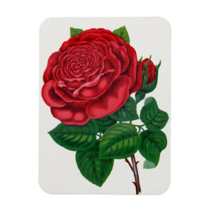 Imán Imprenta Rose Print Rochester Litografía y Estampa