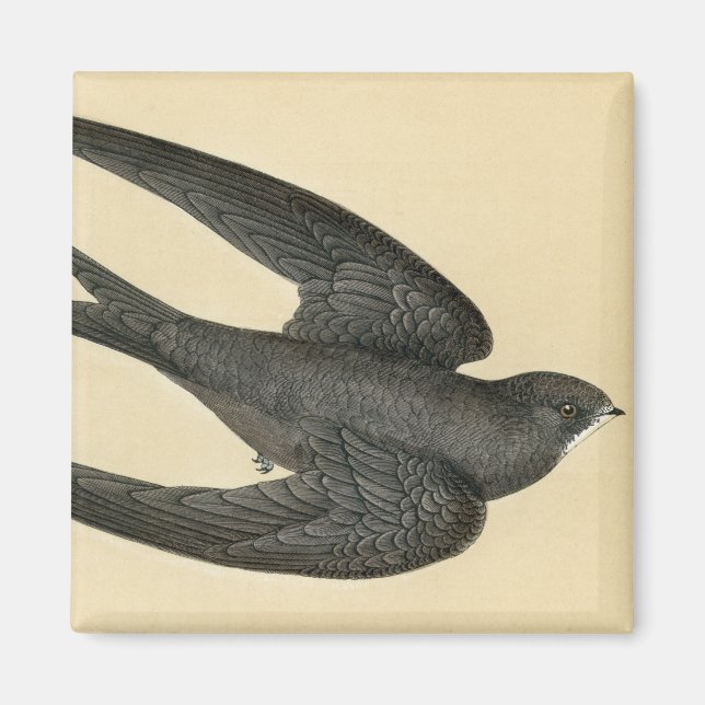 Imán Impresión antigua de un Swift (Frente)