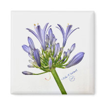 Impresión botánica - Lily del Nilo