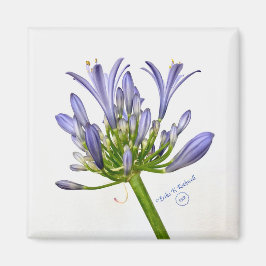 Imán Impresión botánica - Lily del Nilo