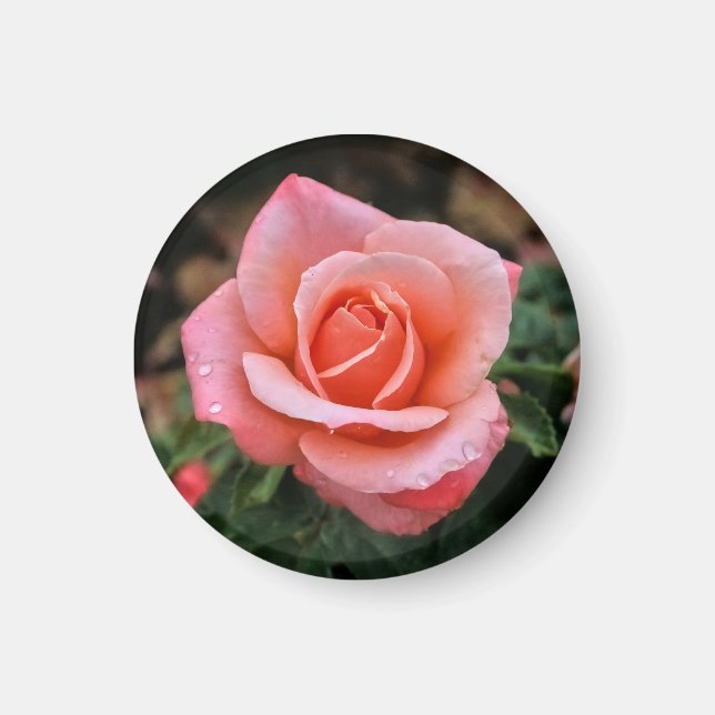 Imán Impresión de arte botánico Rosa romántico (Frente)