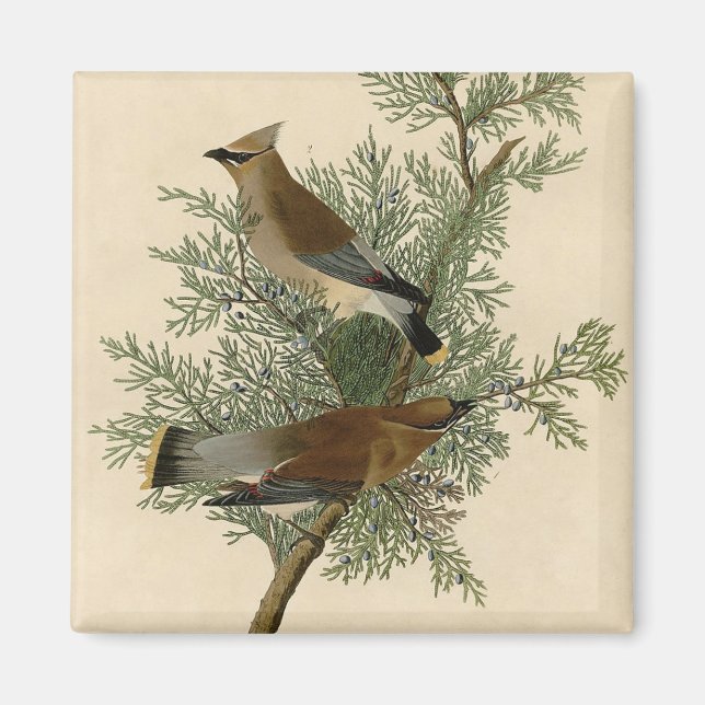 Imán Impresión de ave de John James Audubon Cedar Waxwi (Frente)