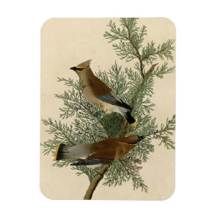 Imán Impresión de ave de John James Audubon Cedar Waxwi