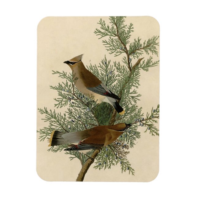Imán Impresión de ave de John James Audubon Cedar Waxwi (Vertical)