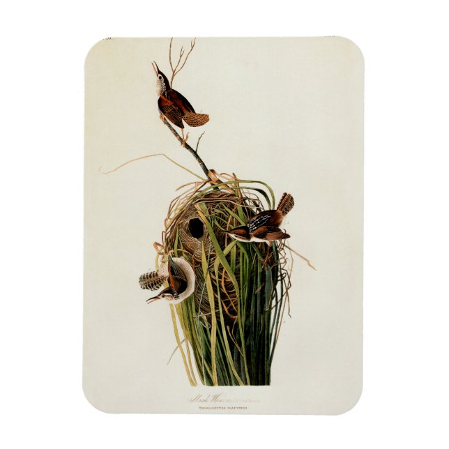 Imán Impresión de ave de John James Audubon Marsh Wren (Vertical)