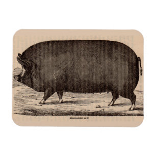 Imán Impresión de cerdos del siglo XIX Berkshire sow no