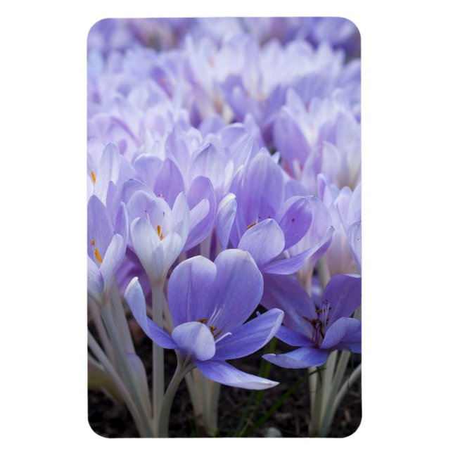 Imán Impresión de lienzo envuelta en crocus (Vertical)