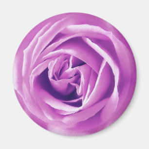 Imán Impresión de rosa de lavanda