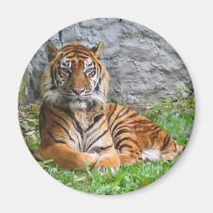Imán Impresión del tigre
