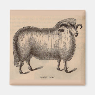 Imán Impresión Dorset ram del siglo XIX