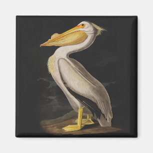 Imán Impresión pelicular blanca Audubon