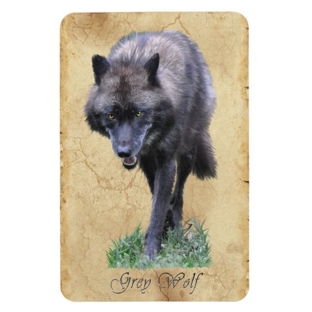 Imán Impresionante Gray Wolf Wildlife Art Flexi Magnet (Vertical)