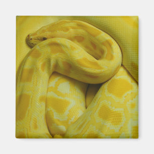 Imán Impresionante pitón birmano amarillo