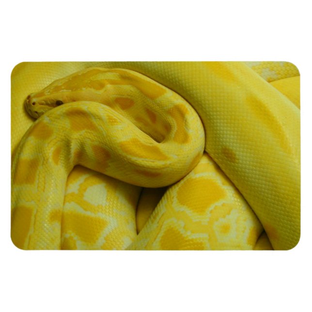 Imán Impresionante Python birmano amarillo (Horizontal)