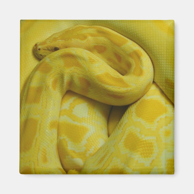 Imán Impresionante Python birmano amarillo (Frente)