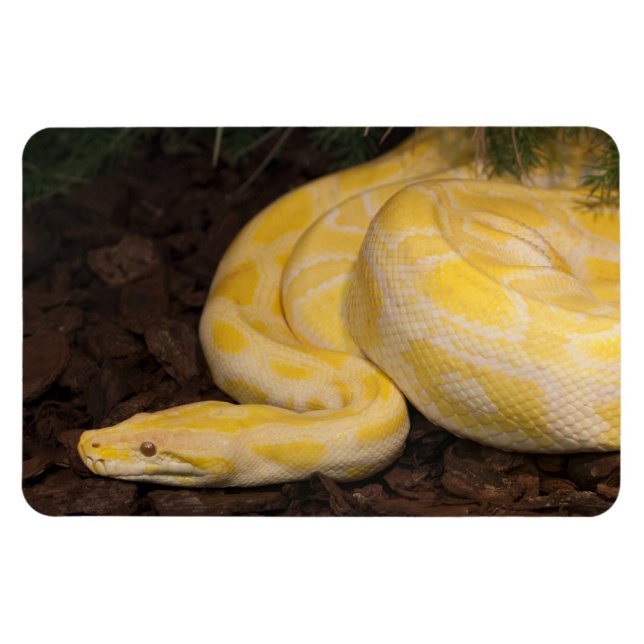 Imán Impresionante Python birmano amarillo (Horizontal)