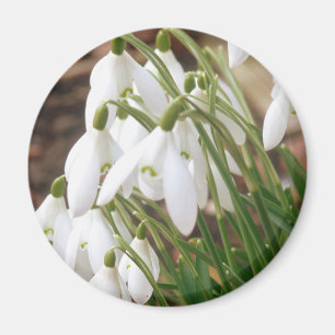 Imán Impresionantes Snowdrop