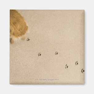 Imán Impresiones del perro en la alfombra