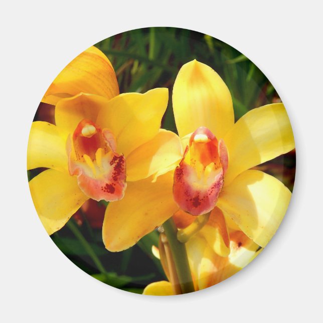Imán Impulso de orquídea amarilla (Frente)