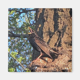 Imán Impulso de pájaro