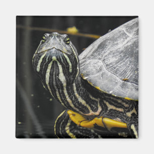 Imán Impulso de tortuga